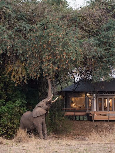 Wilderness Chikwenya guest tent with elephant in front